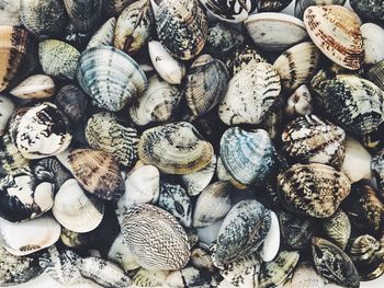 Full frame shot of clam shells