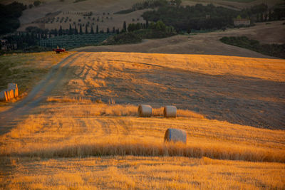 Scenic view of agricultural field
