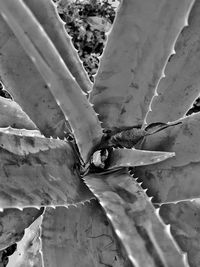 High angle view of succulent plant during winter