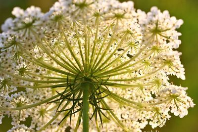 Close-up of white flowering plant