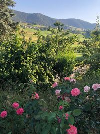 Pink flowering plants on land against mountains