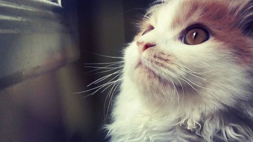 Close-up portrait of cat