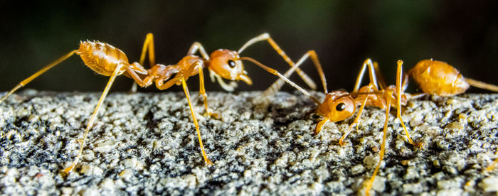 Close-up of insect