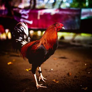 Side view of a rooster