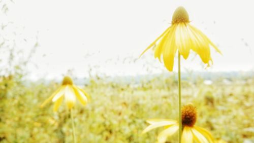 Close-up of sunflower blooming on field