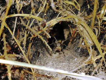 Close-up of spider on leaf