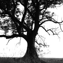 Low angle view of bare trees against sky