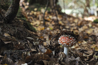 Close-up of mushroom growing on field