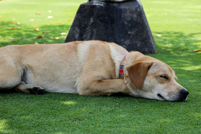 Dog resting on field