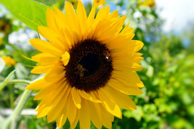 Close-up of sunflower