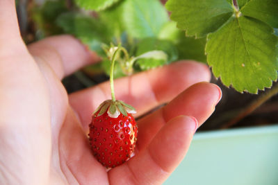 Close-up of hand holding strawberries