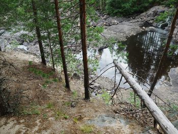 Scenic view of waterfall in forest