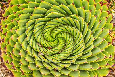 Full frame shot of succulent plant