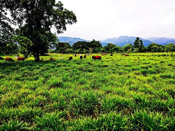 Scenic view of field against sky