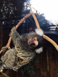Portrait of monkey hanging on tree