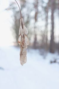 Close-up of frozen plant on tree during winter