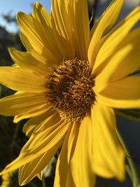 Close-up of yellow flower