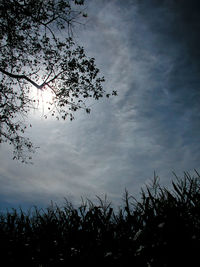 Silhouette of tree at sunset