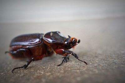 Macro photography of coconut rhinoceros beetle isolated on grey background