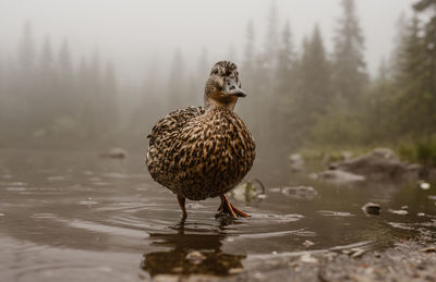 Bird in a lake