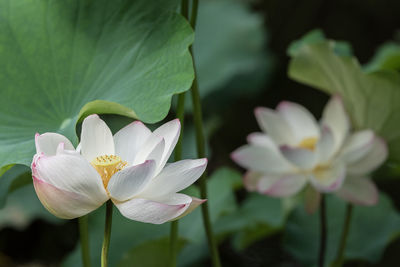 Close-up of white lotus water lily