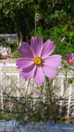 Close-up of pink cosmos flower blooming outdoors