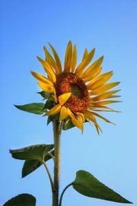 Close-up of sunflower against clear sky