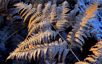 Close-up of plants