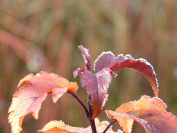 Close-up of frozen plant during autumn