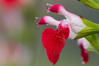 Close-up of wet red rose on plant