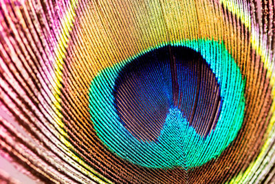 Close-up of peacock