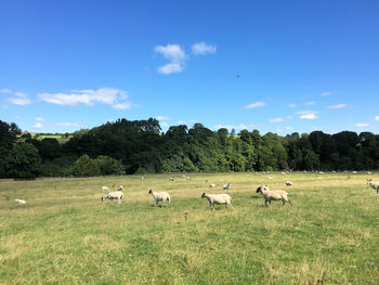 Sheep grazing on field against blue sky