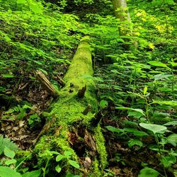 Moss growing on tree trunk