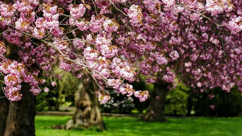 Cherry blossoms in spring