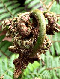 Close-up of fern