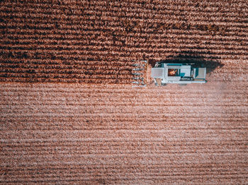 Scenic view of agricultural field