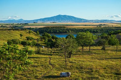 Scenic view of field against sky