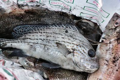 Close-up of fish for sale in market