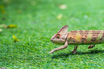 Close-up of a lizard on land