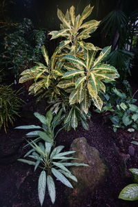 Close-up view of plant