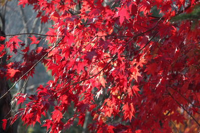 Low angle view of red maple leaves on tree