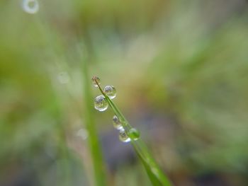 Close-up of water drops on flower