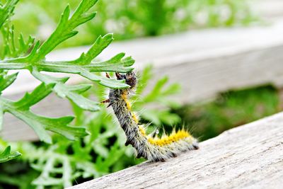 Close-up of insect on wood