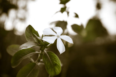 Close-up of white flowering plant