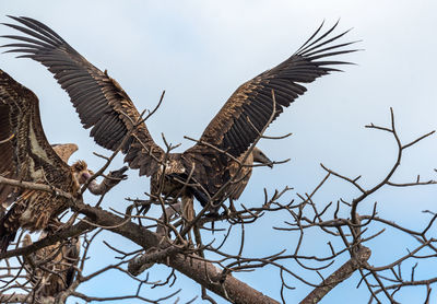 Low angle view of eagle flying against sky