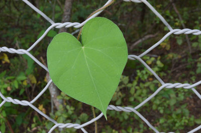 Close-up of plant