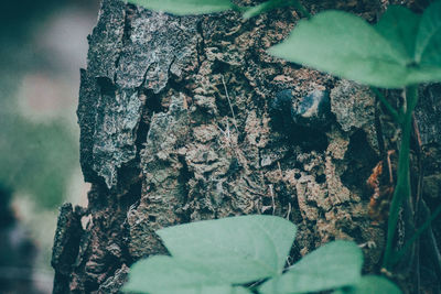 Close-up of lichen on tree trunk