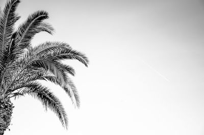 Low angle view of palm tree against clear sky