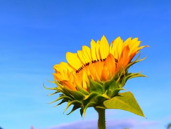 Close-up of sunflower against blue sky