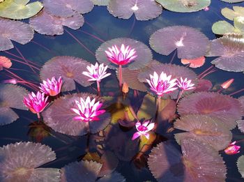 High angle view of flowers blooming outdoors